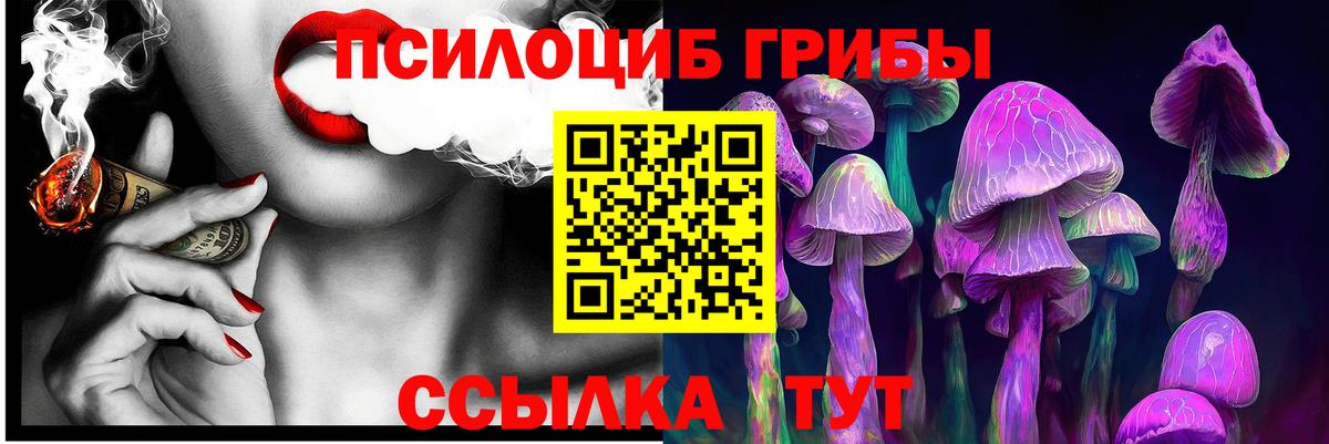 Псилоцибиновые грибы Psilocybe Сургут